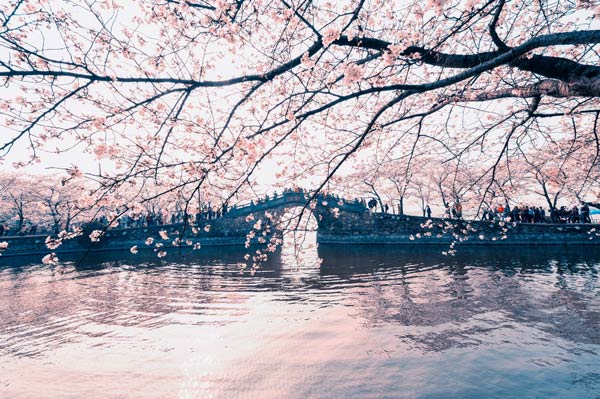 五月鼋头渚还有樱花吗，3-4月是最佳观赏期(图文)